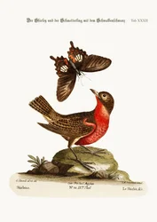 Shirley og den mørke svalehalesommerfugl, 1749-73